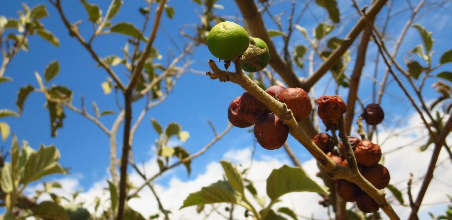 Wigandia urens fruit