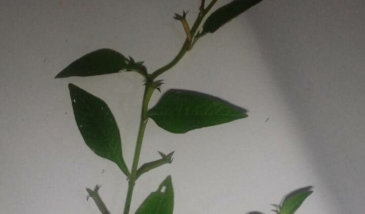 Ludwigia perennis — search result for 'Ludwigia'