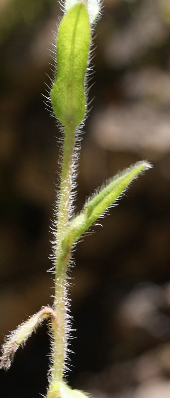 Myosotis dubia — houseplant care guide