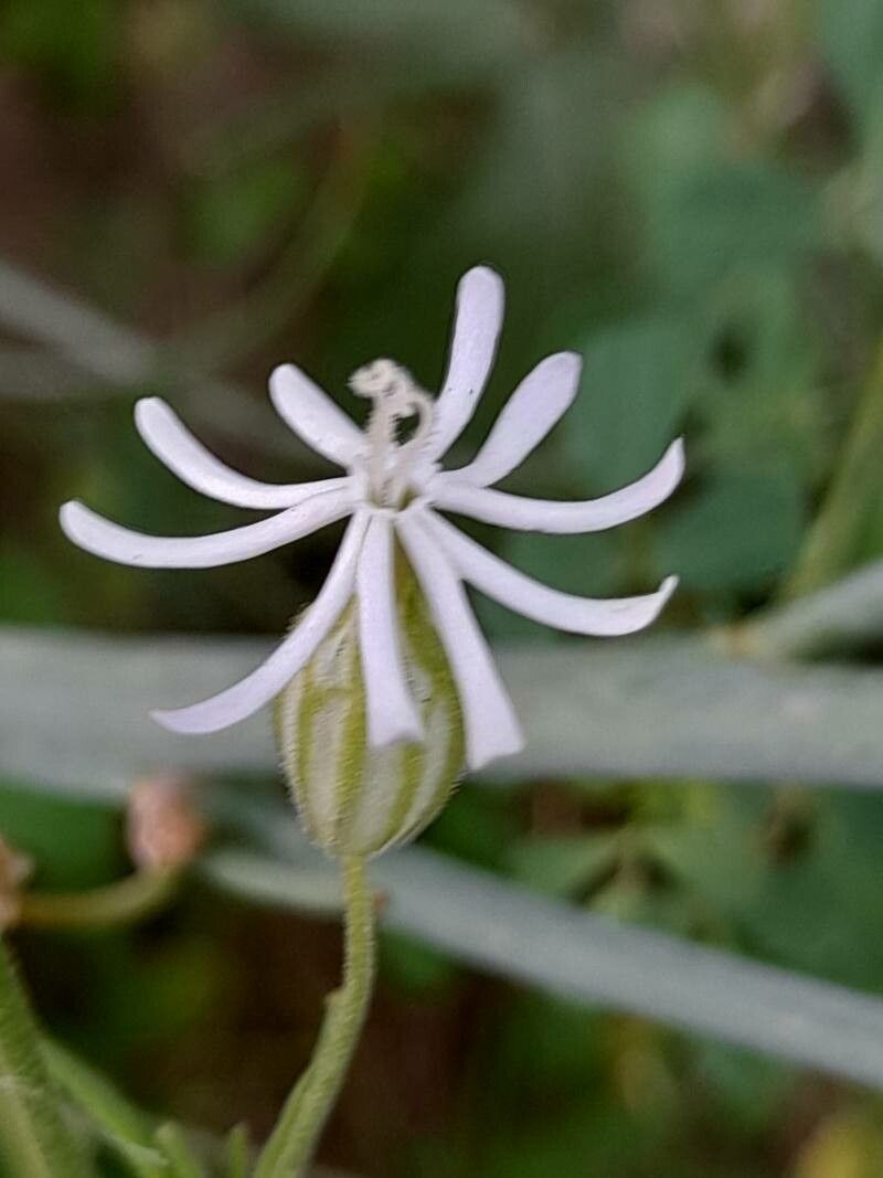 Silene arabica flower