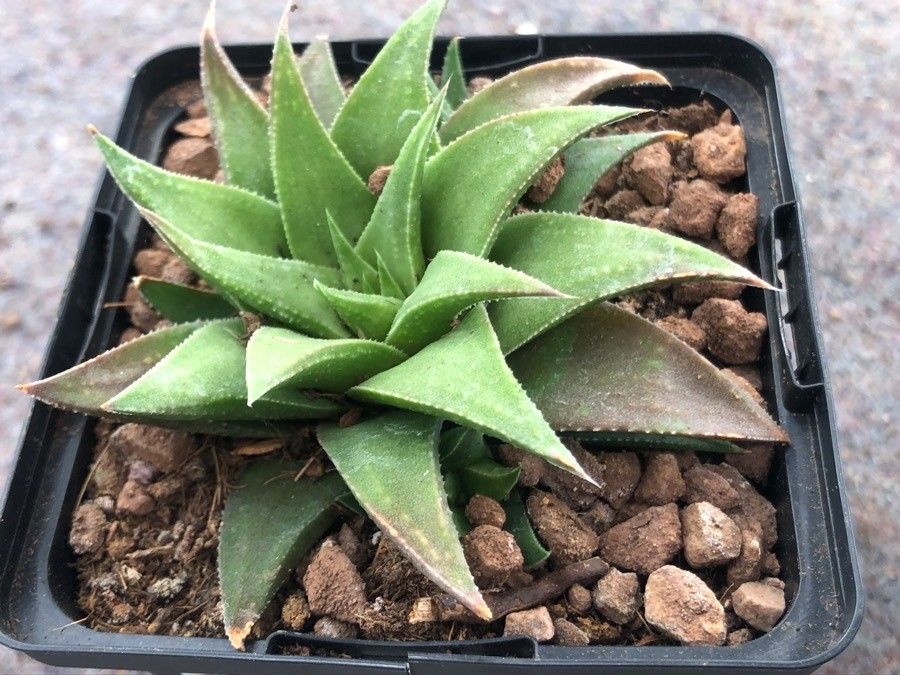 Haworthia angustifolia leaf