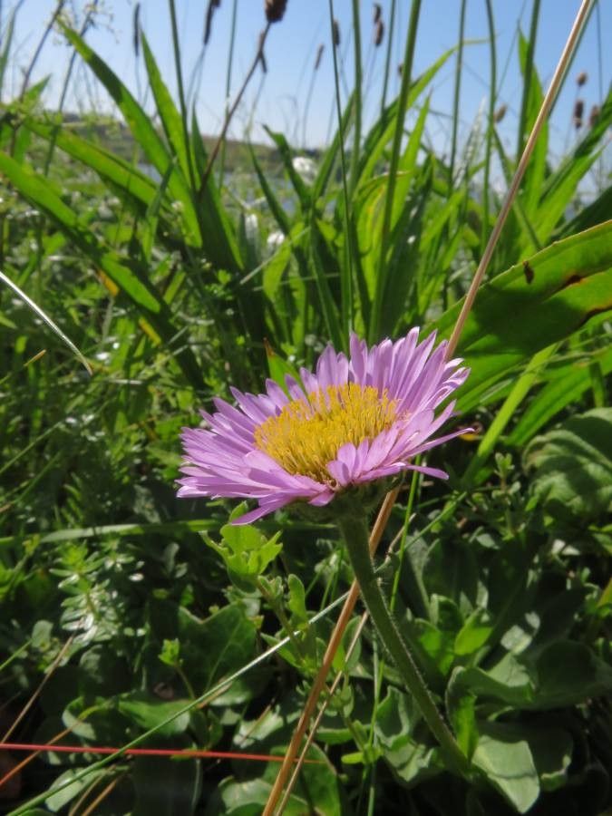Erigeron glaucus flower