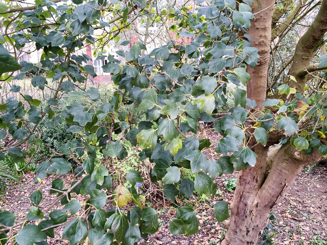 Acer obtusifolium bark