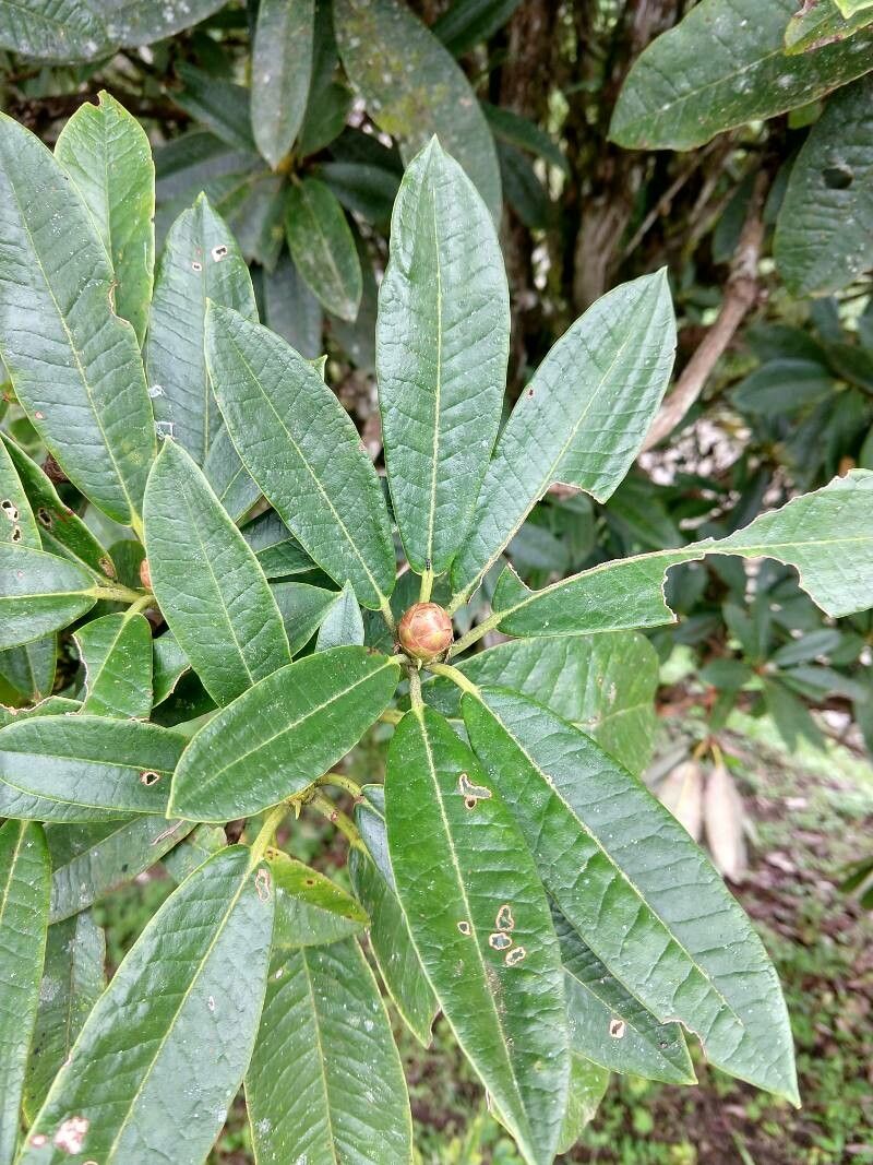 Rhododendron insigne fruit