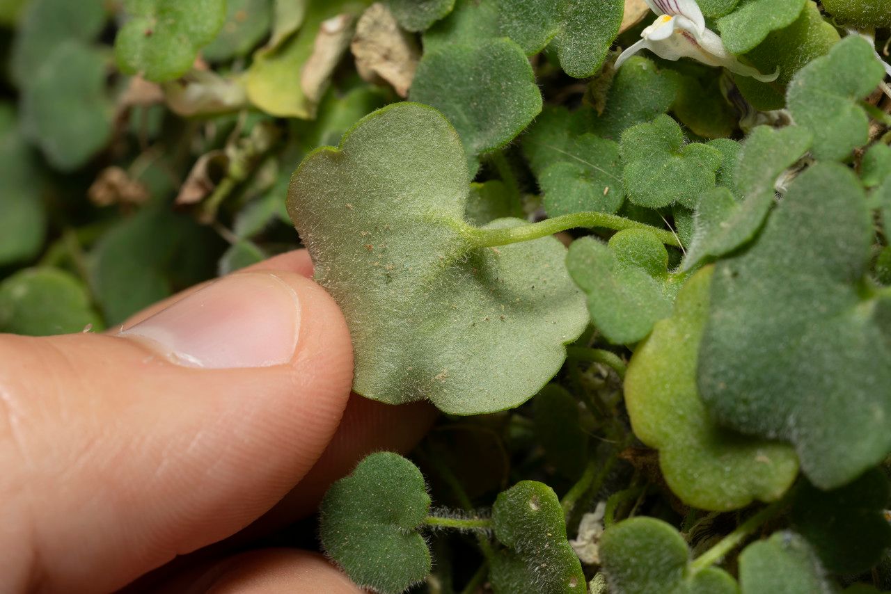 Cymbalaria microcalyx — related species from the same genus