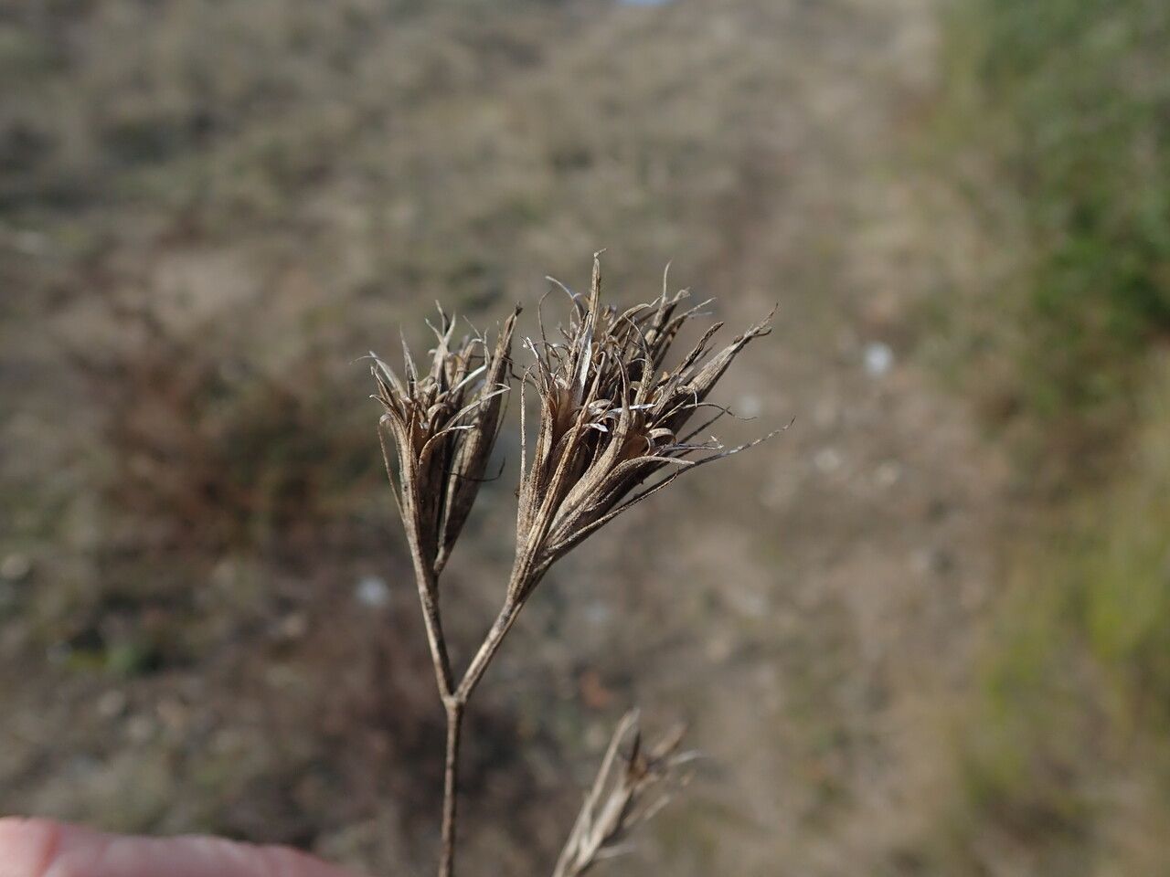 Dianthus armeria fruit