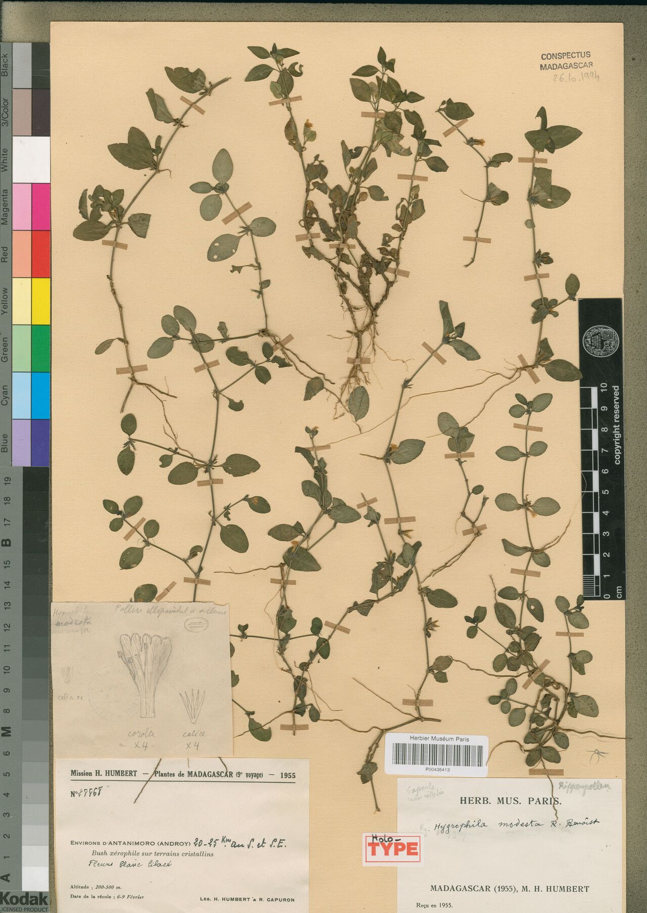 Hygrophila modesta — search result for 'Hygrophila'