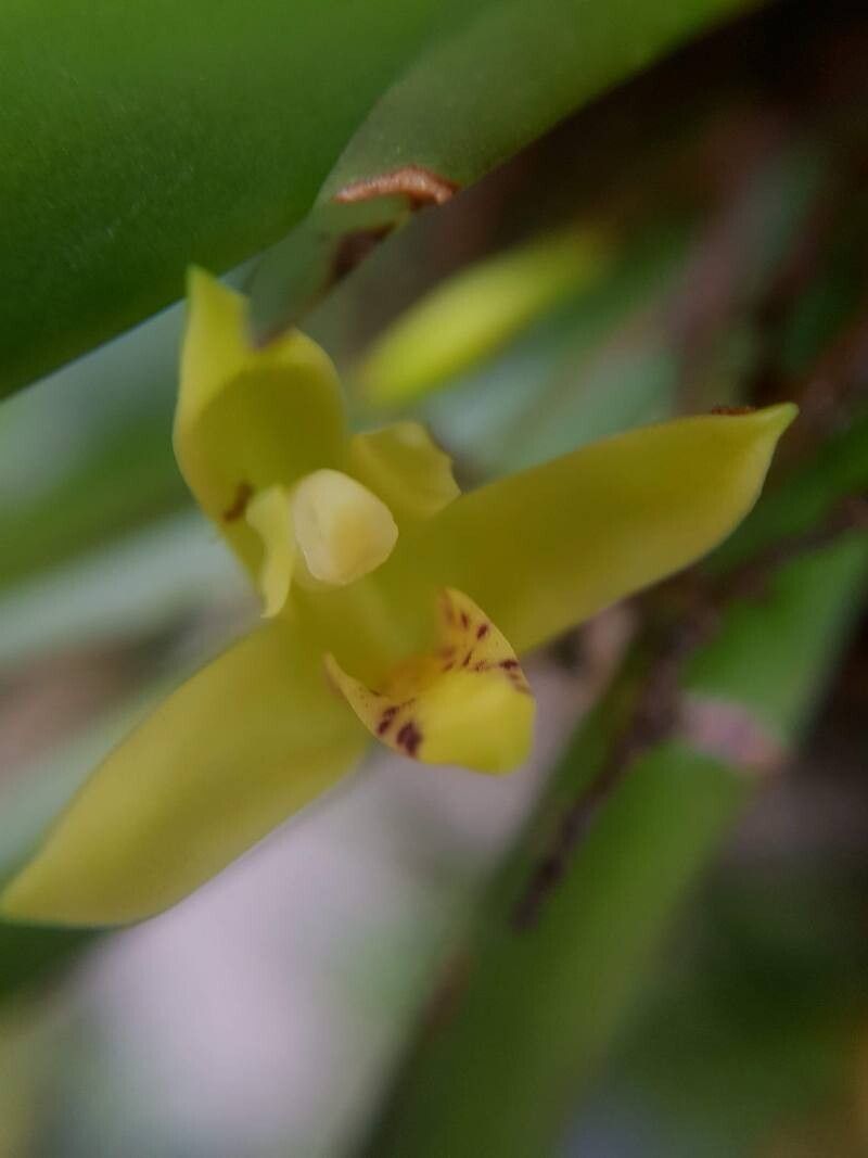 Maxillaria crassifolia flower