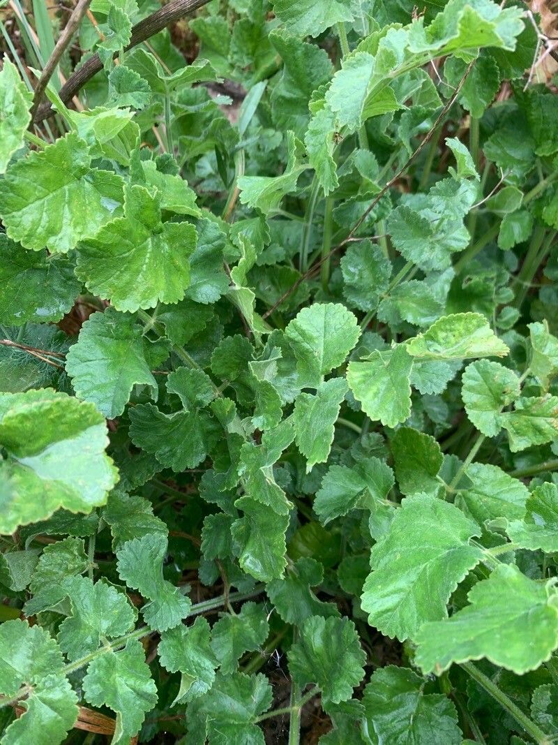Pimpinella lutea leaf