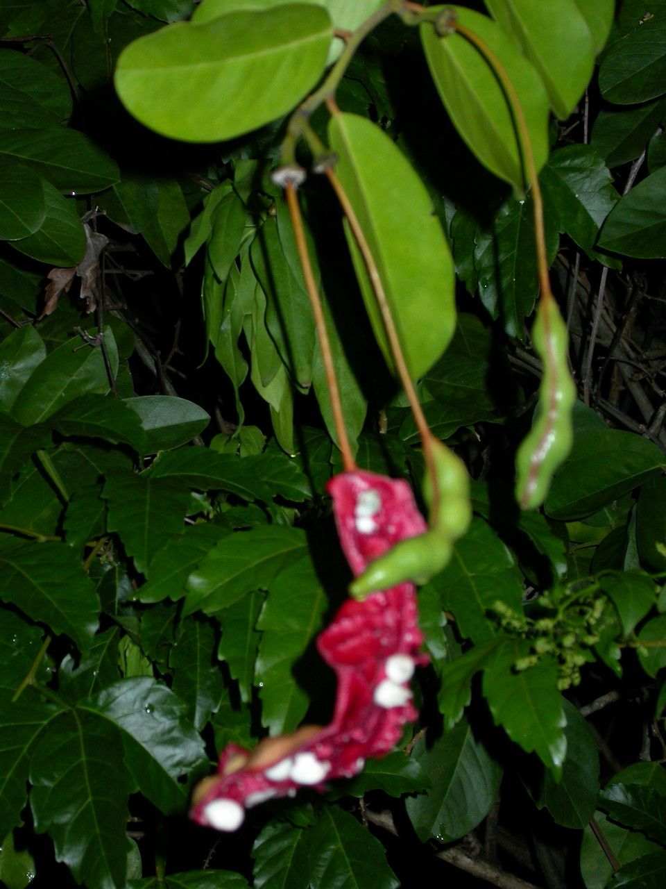 Capparis flexuosa fruit