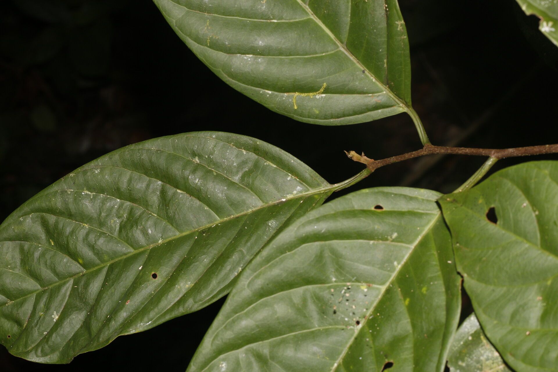 Prunus subcorymbosa — houseplant care guide