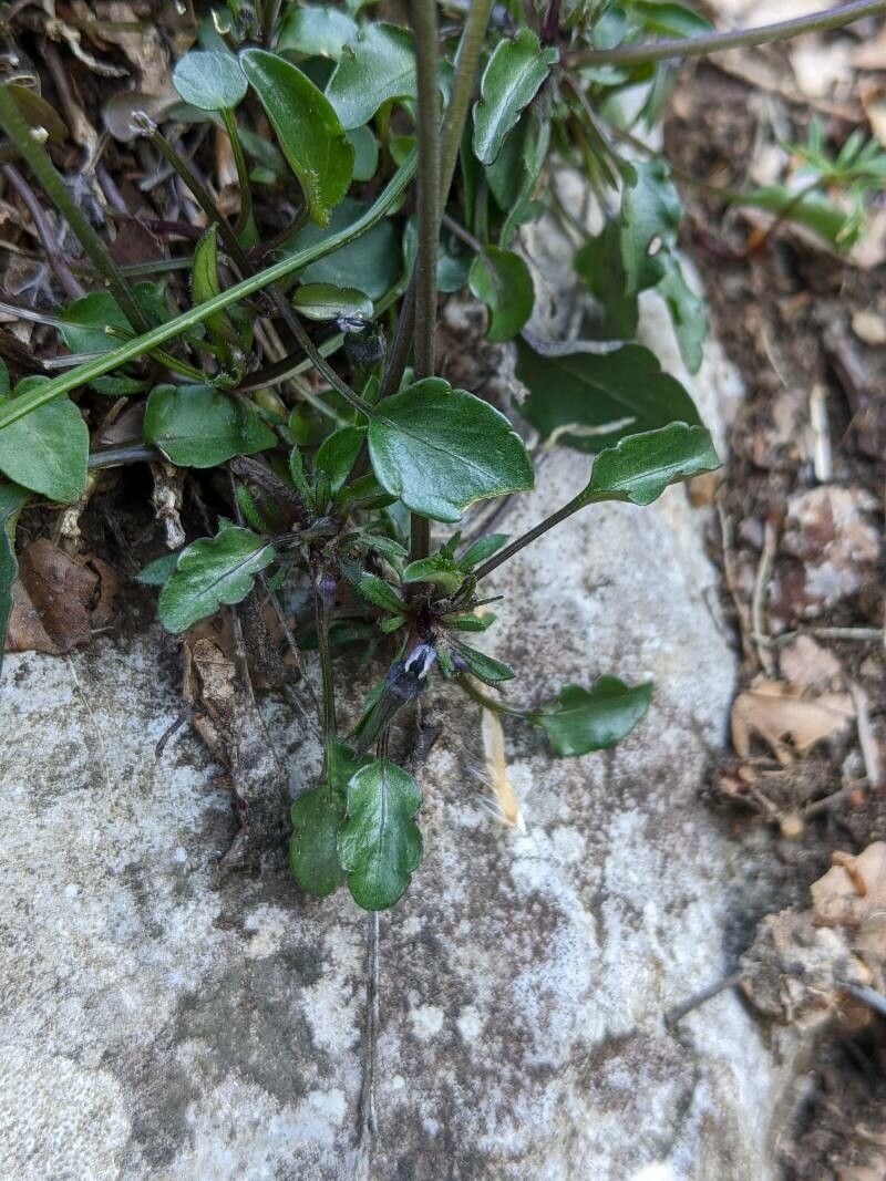 Viola eugeniae leaf