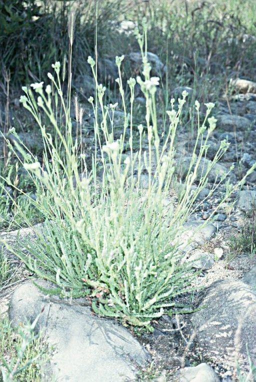 Potentilla yadonii — search result for 'Potentilla'