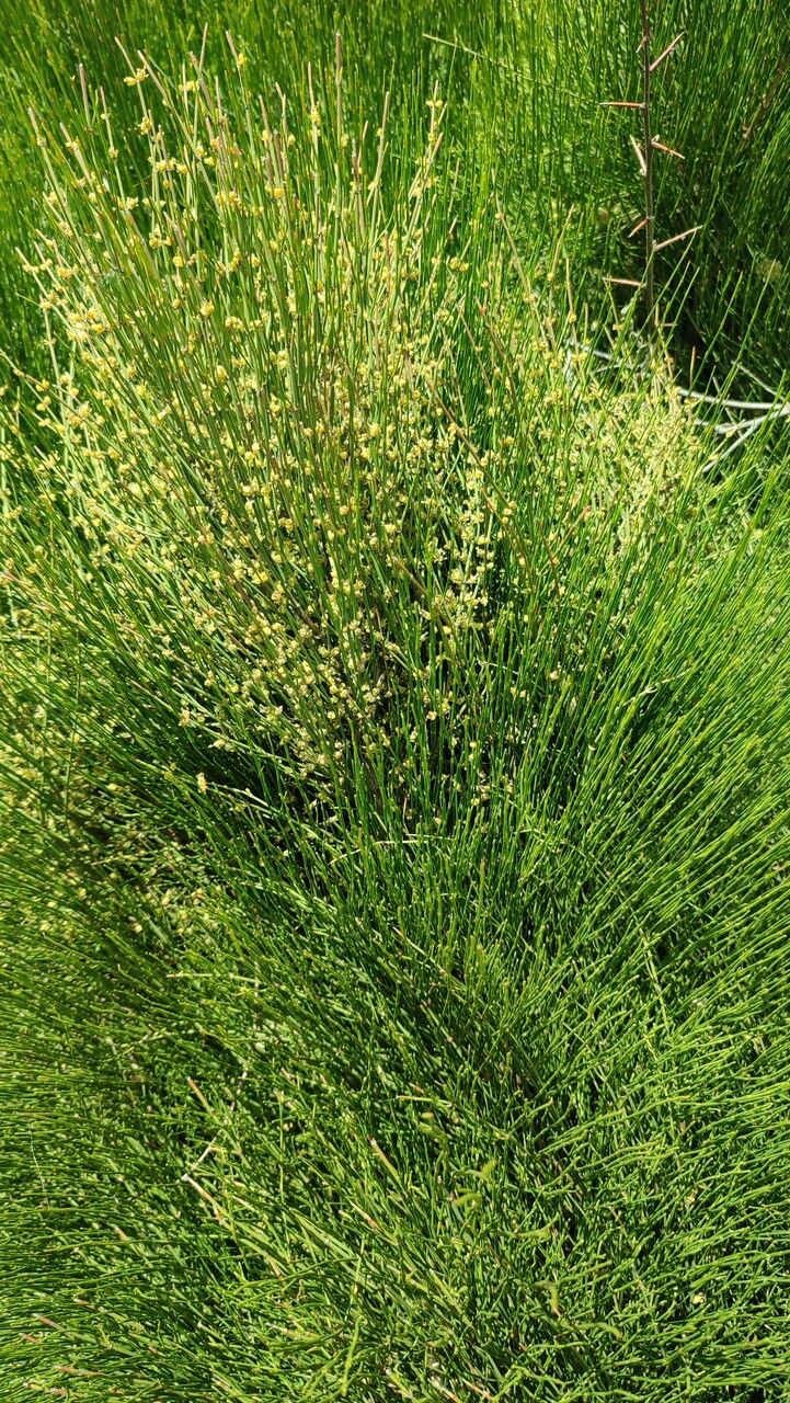 Ephedra major flower