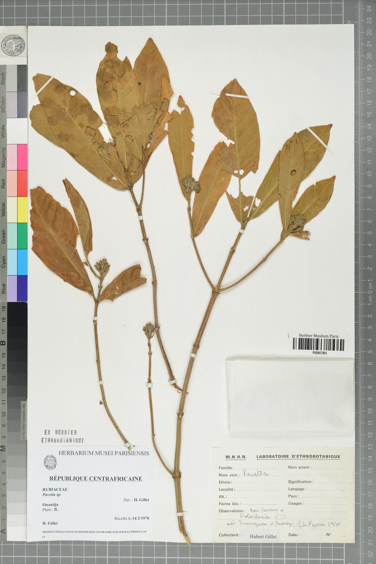 Pavetta schweinfurthii — houseplant care guide