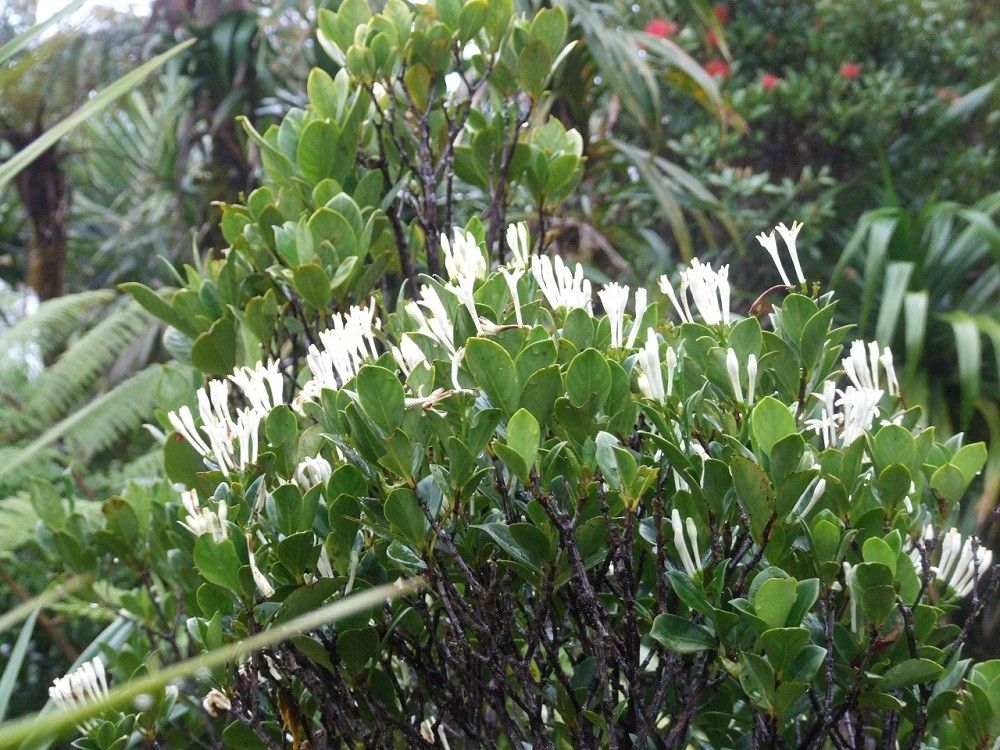 Psychotria gneissica habit