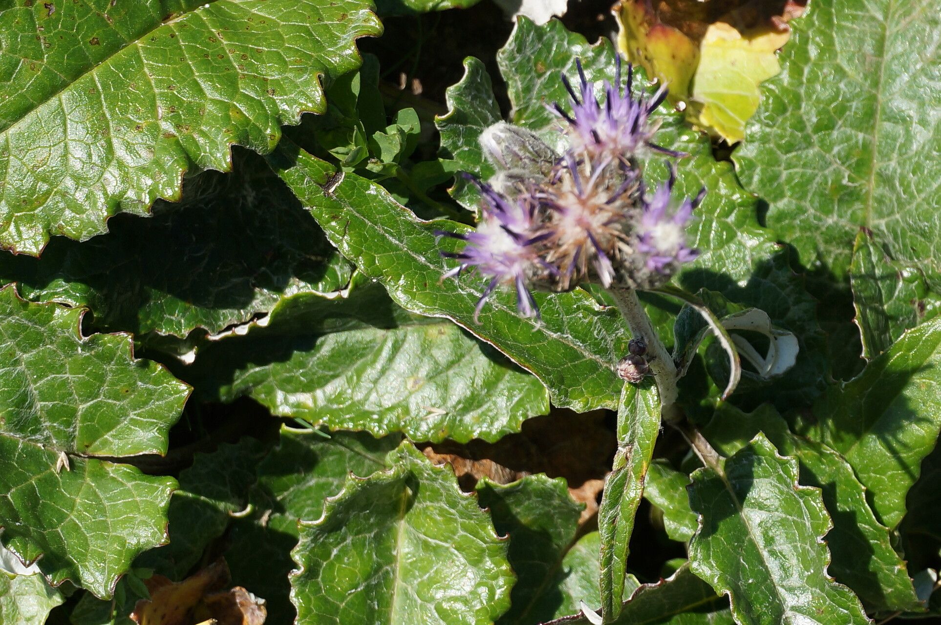Saussurea discolor fruit