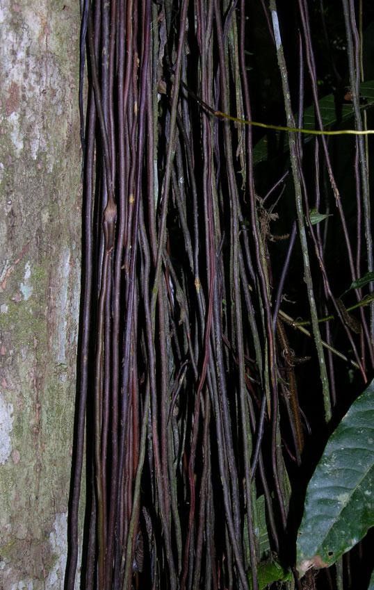Philodendron rigidifolium bark