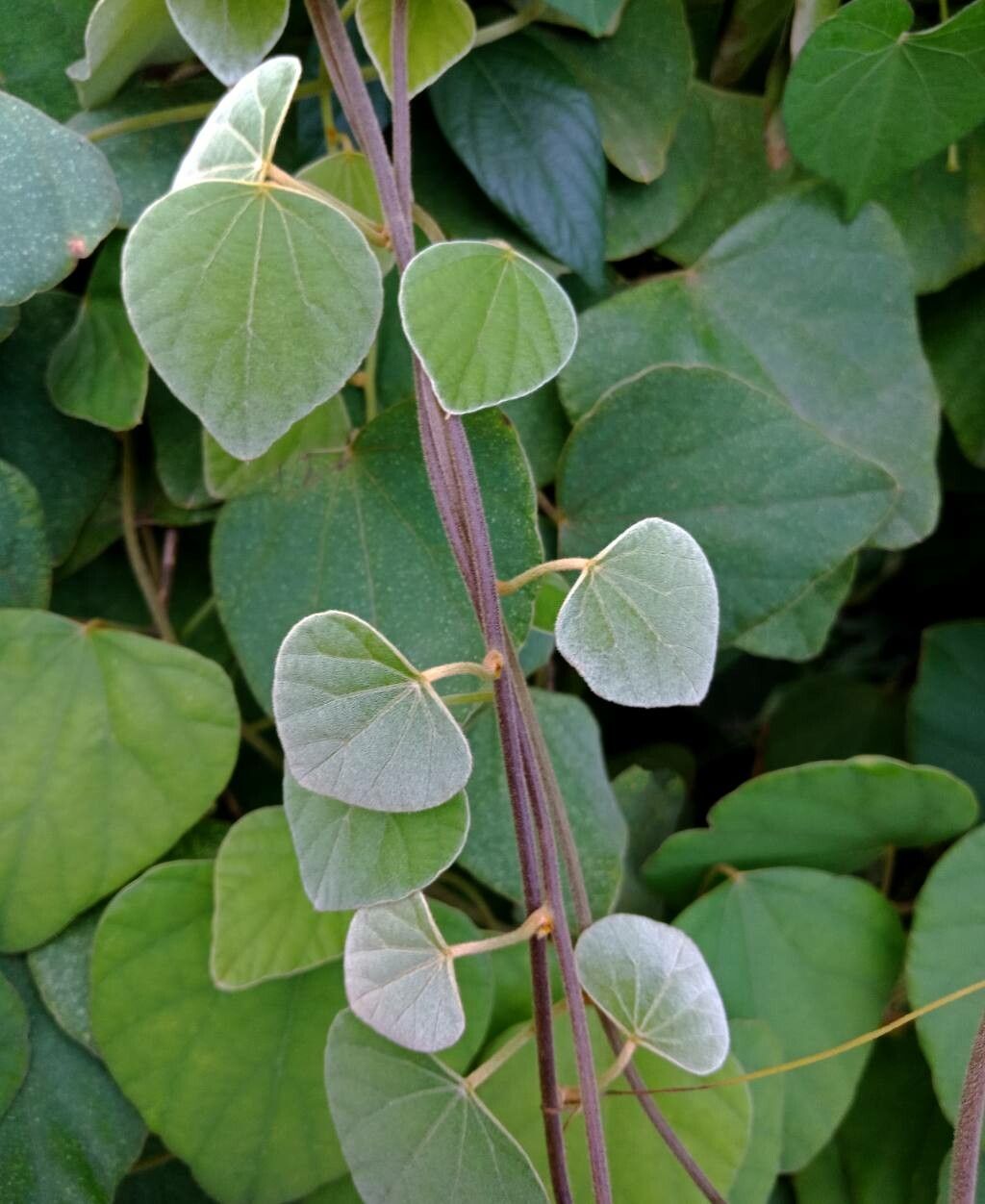 Cissampelos pareira leaf