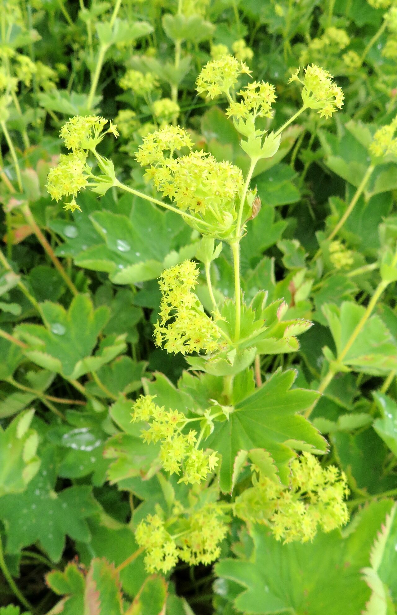 Alchemilla speciosa flower
