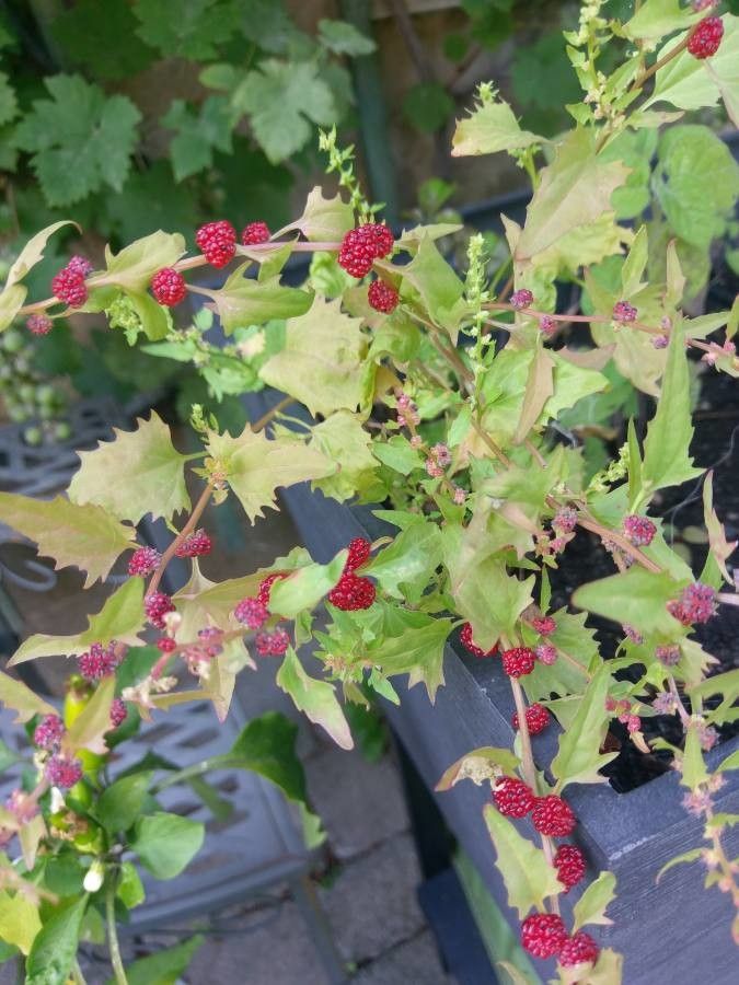 Chenopodium rubrum fruit