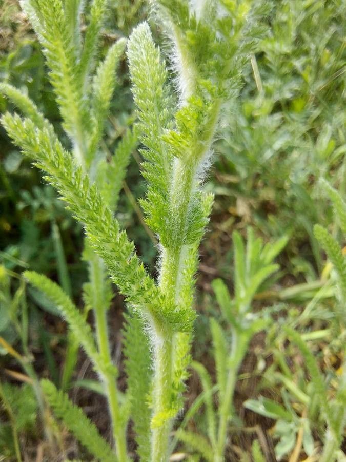 Achillea tomentosa bark