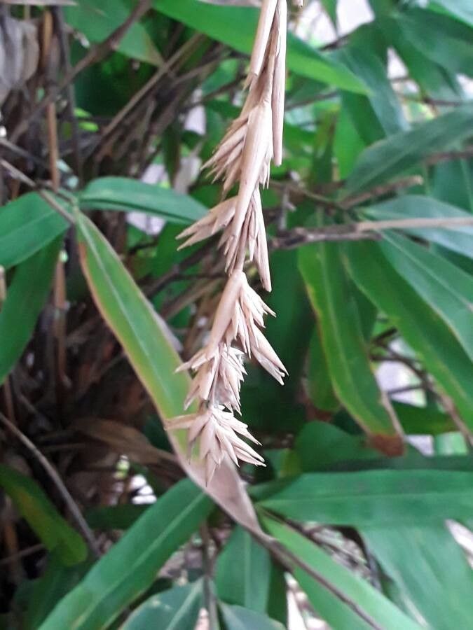 Pleioblastus viridistriatus fruit