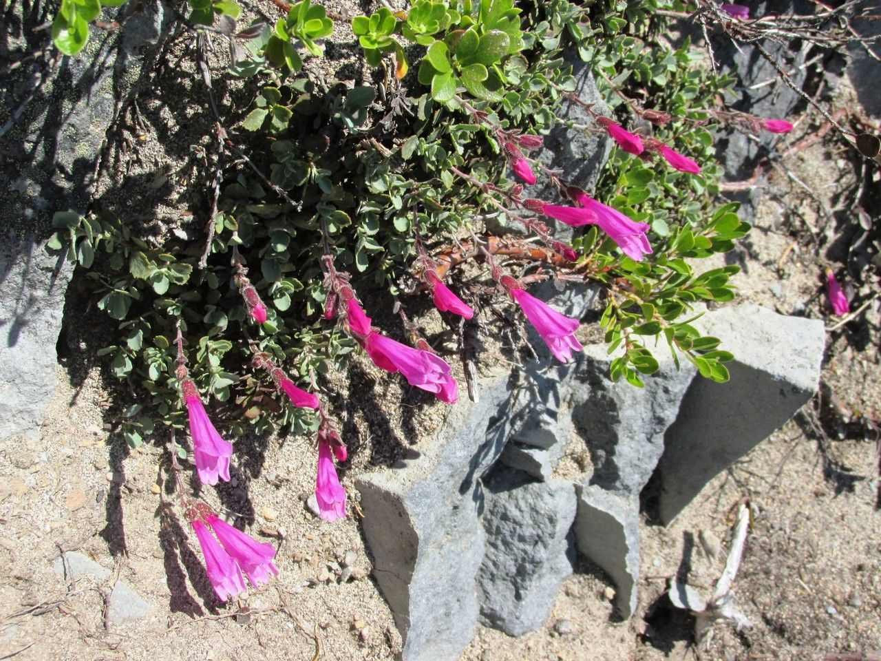 Penstemon rupicola habit