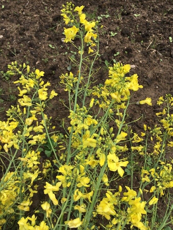 Brassica rupestris flower