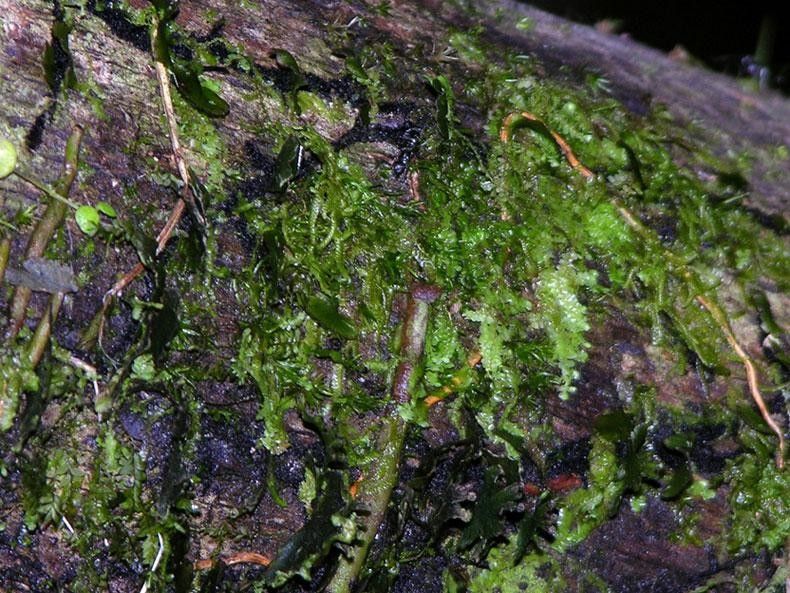 Trichomanes curtii habit