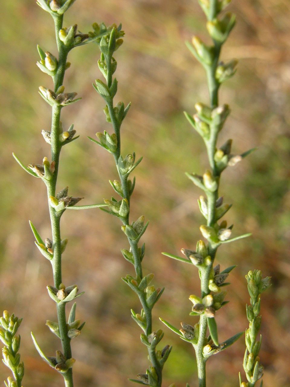 Thymelaea passerina flower
