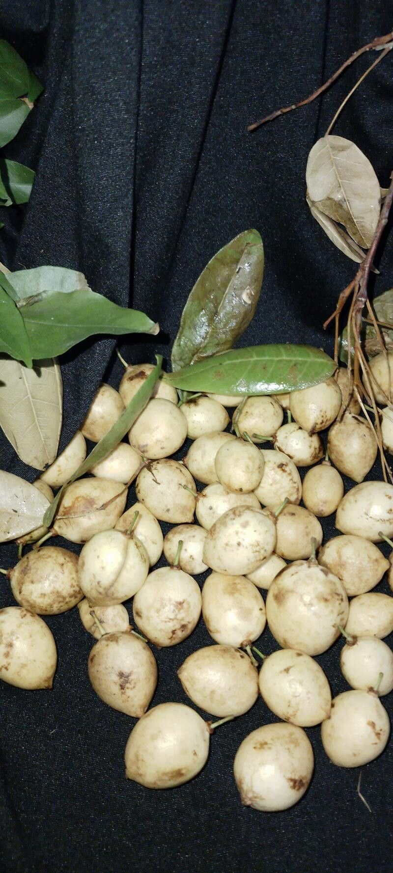 Melicoccus jimenezii other