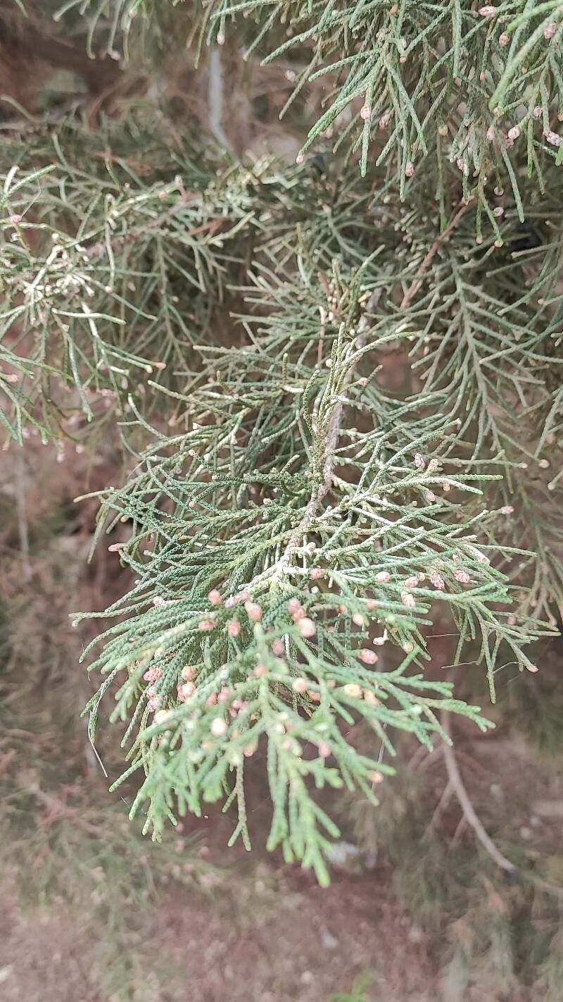 Juniperus turbinata leaf