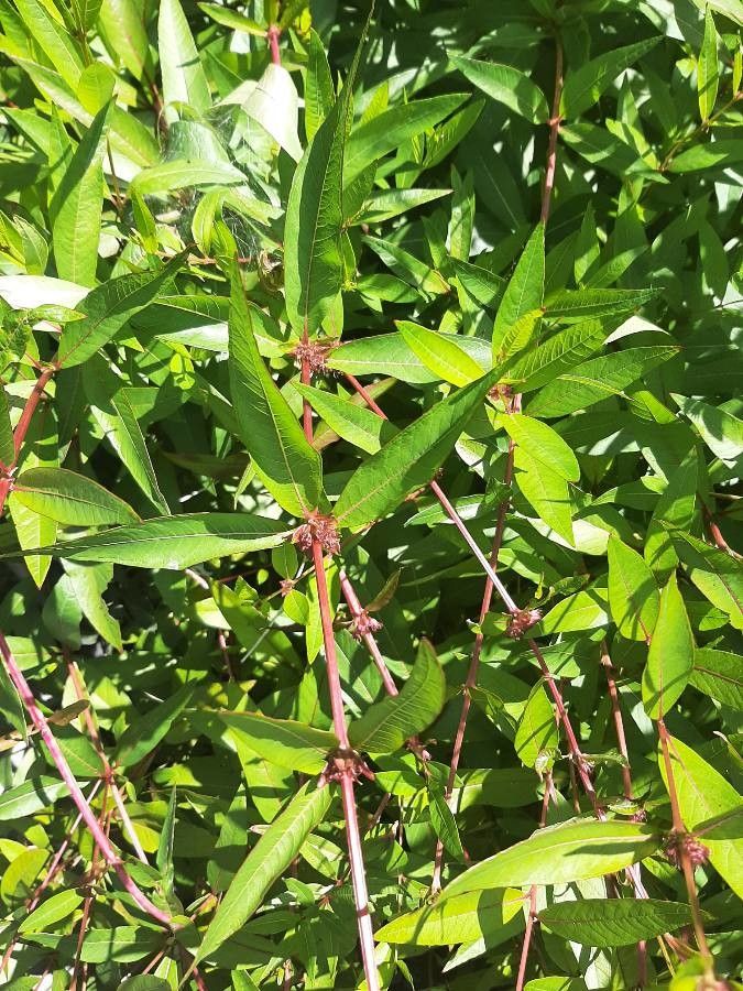 Decodon verticillatus leaf