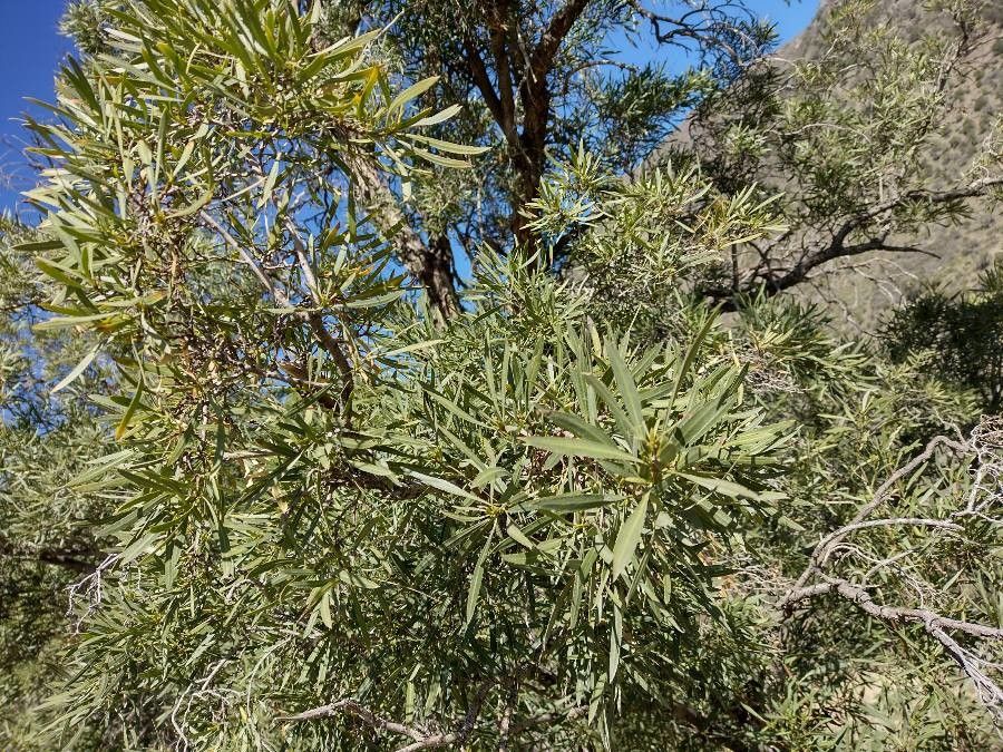 Kageneckia angustifolia — related species from the same genus