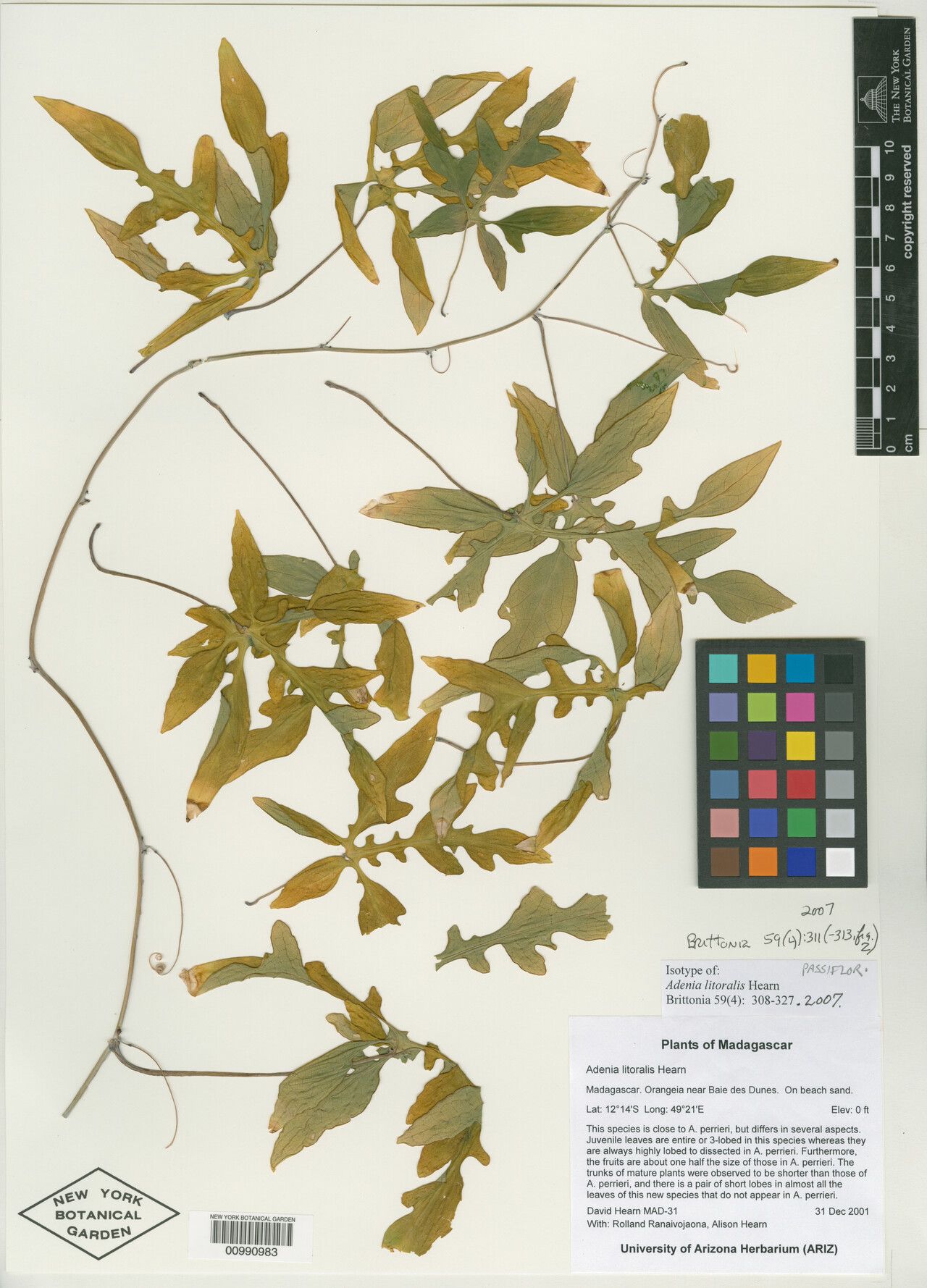Adenia litoralis — houseplant care guide