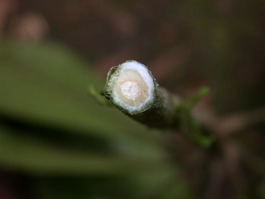 Pradosia atroviolacea fruit