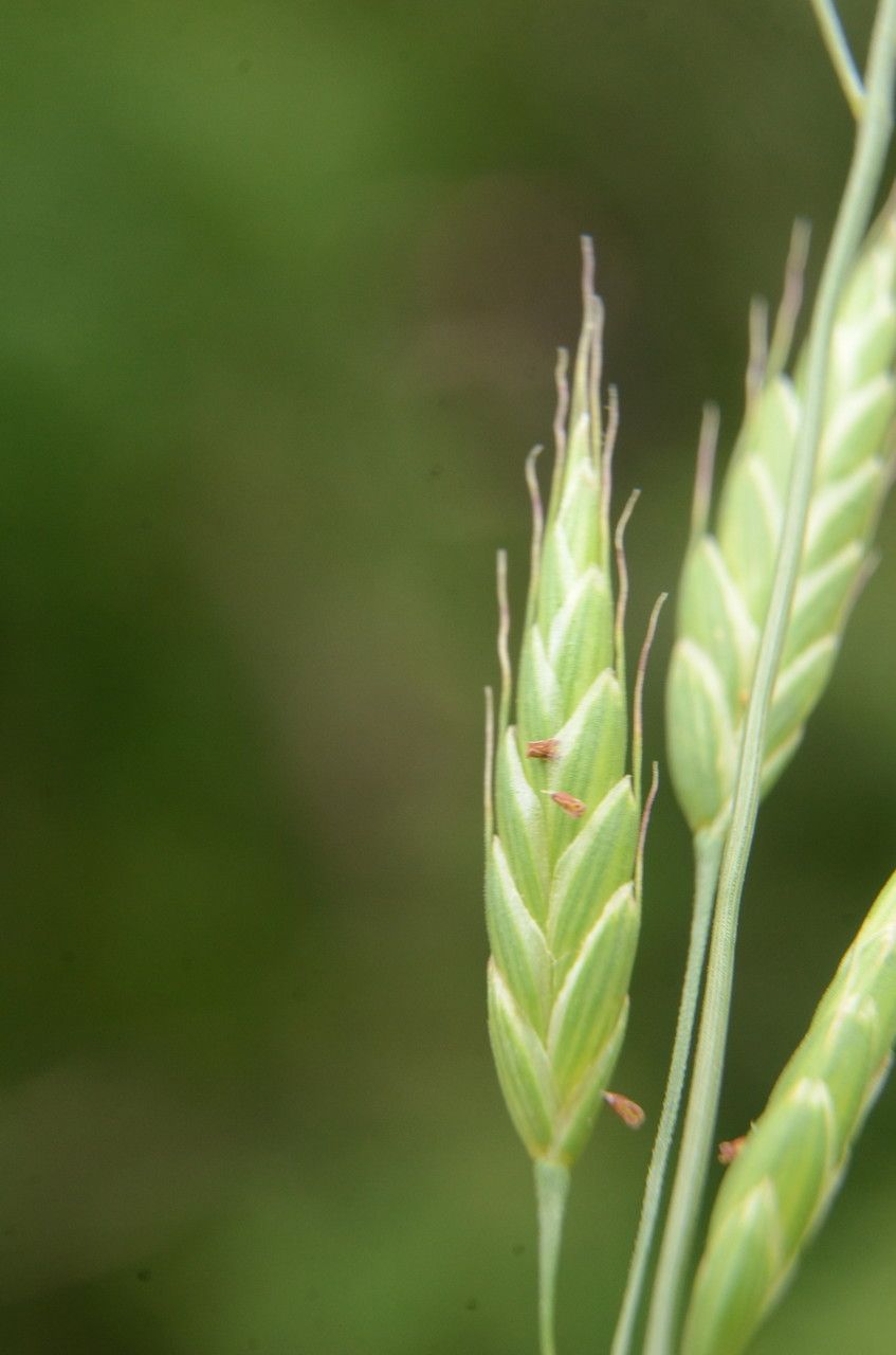 Bromus commutatus flower
