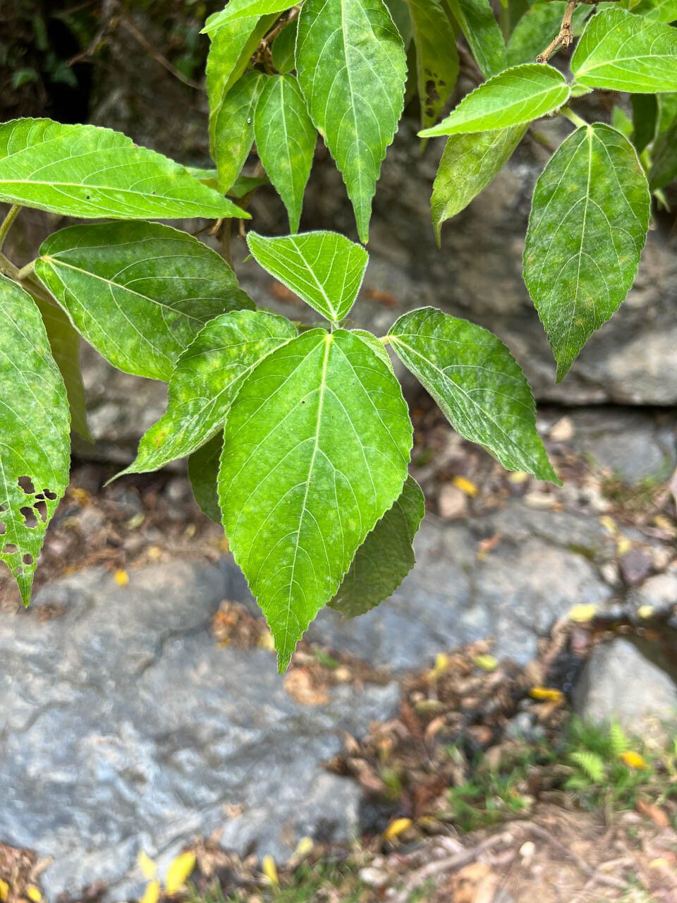 Pipturus argenteus leaf