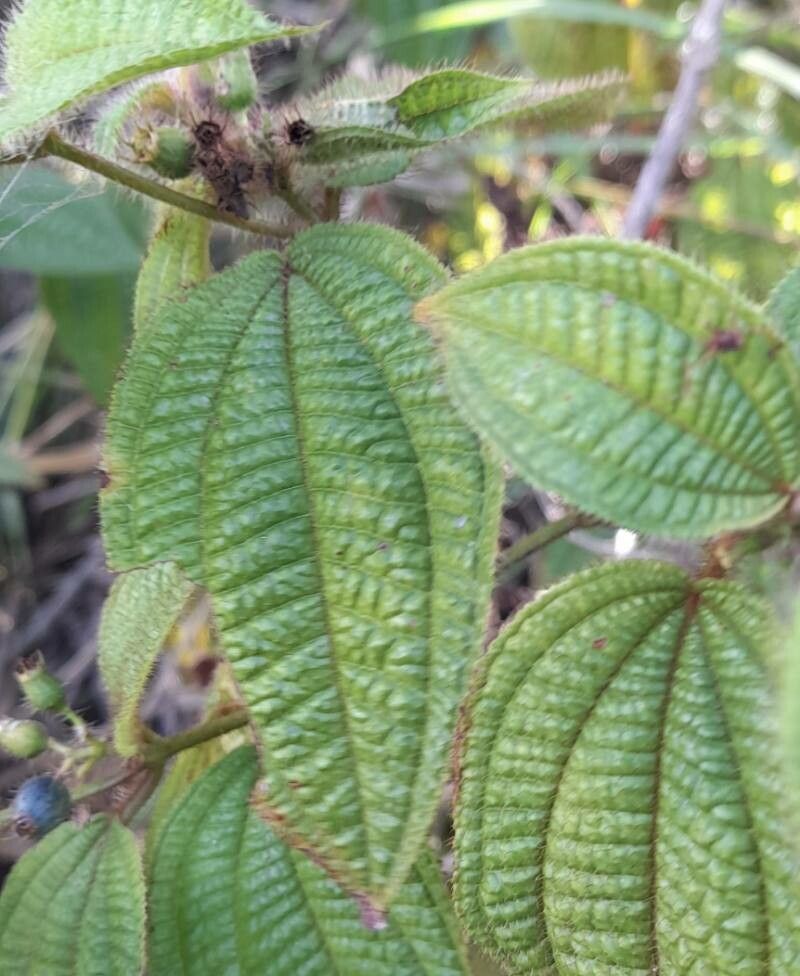 Miconia prasina — search result for 'Melastomataceae'