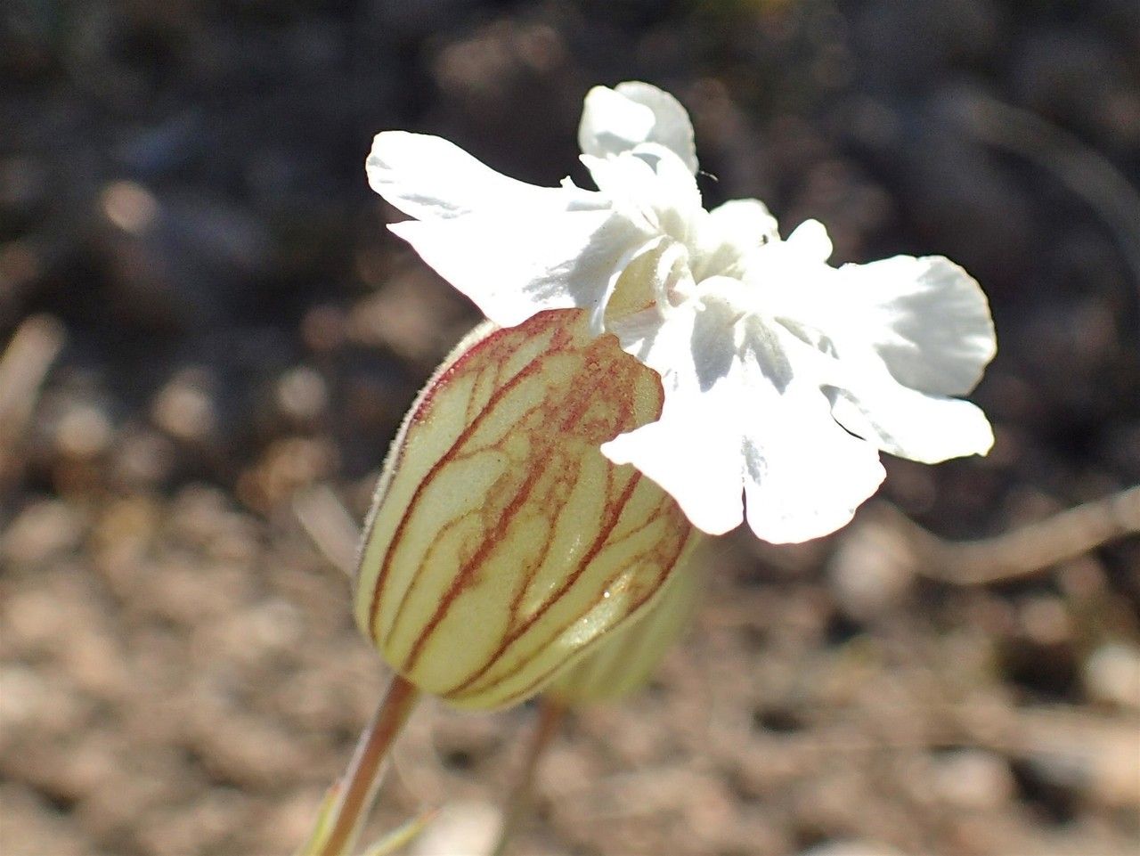 Silene zawadzkii — search result for 'Ukraine'