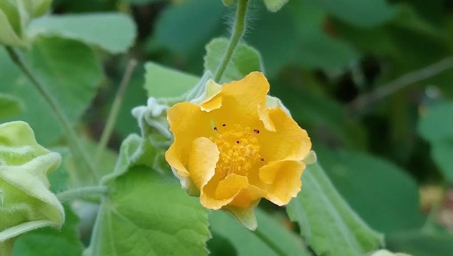 Abutilon grandifolium flower