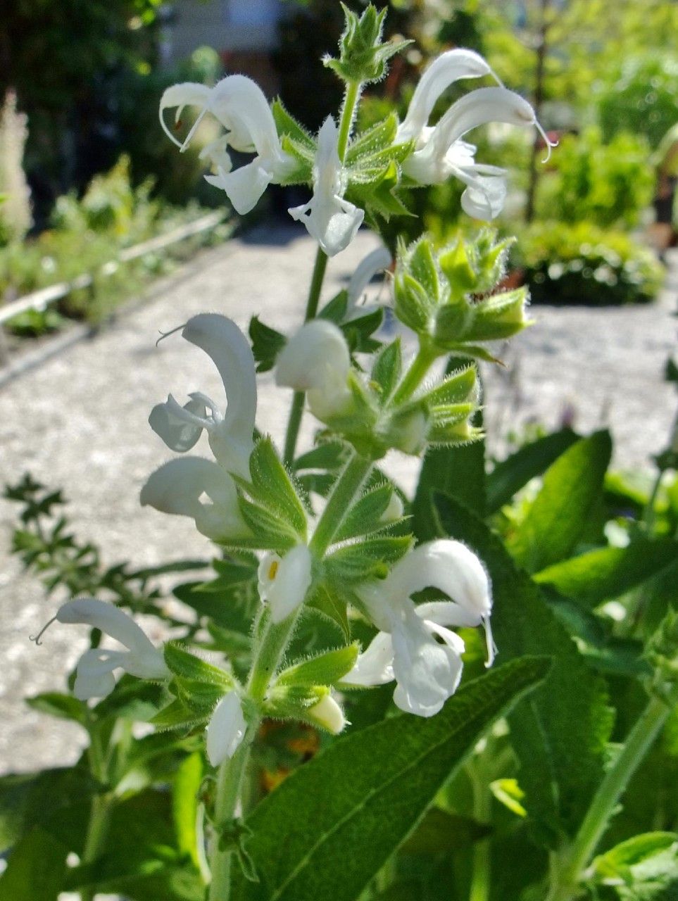 Salvia radula flower