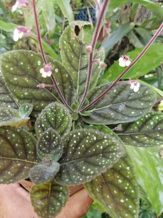 Gloxinia erinoides — related species from the same genus