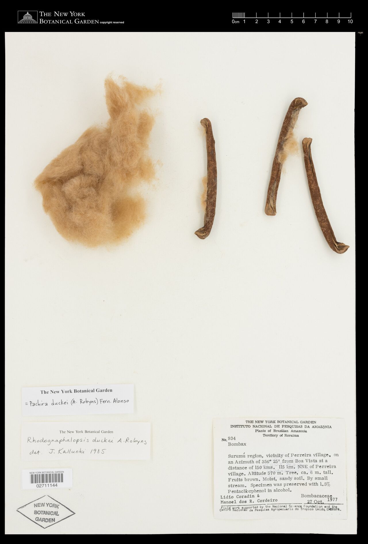 Pachira duckei fruit