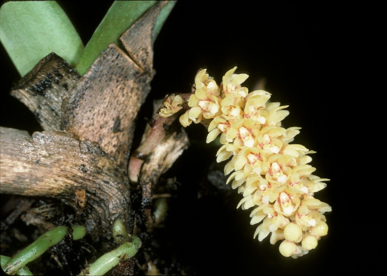 Pomatocalpa spicatum flower