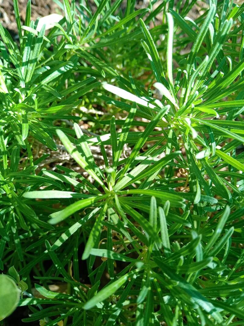 Erysimum arbuscula leaf