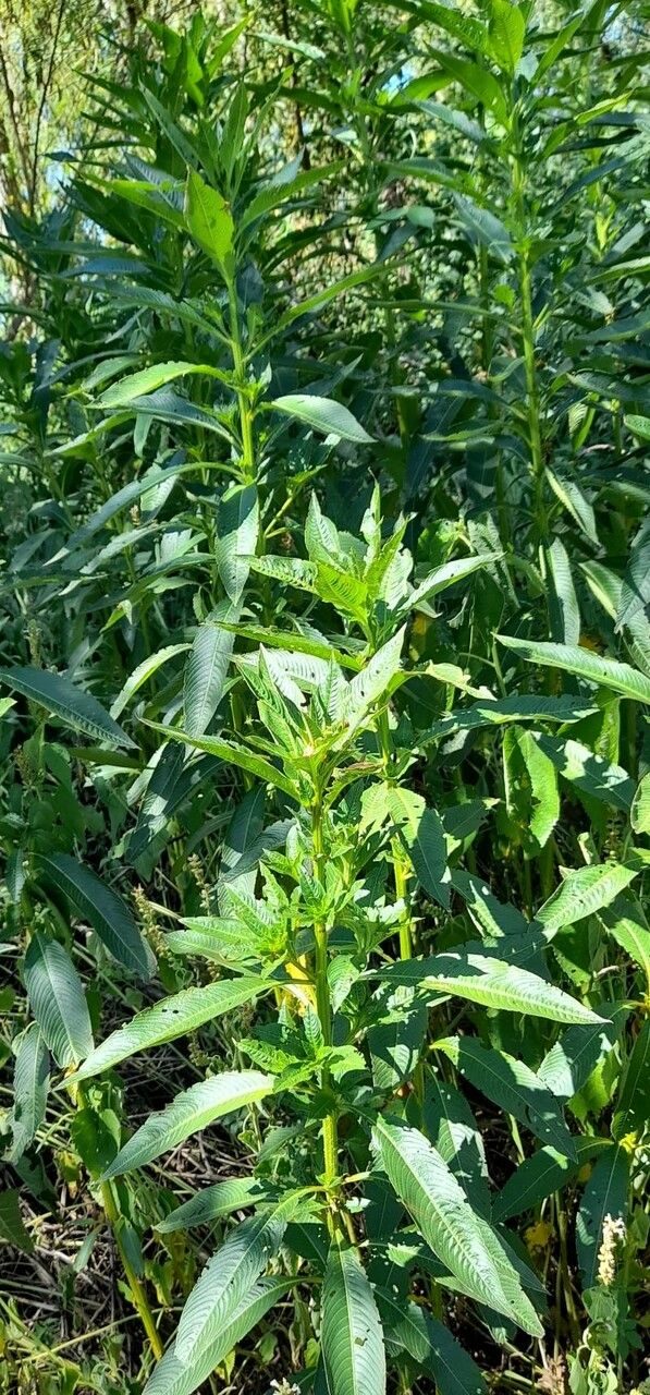 Ludwigia elegans habit