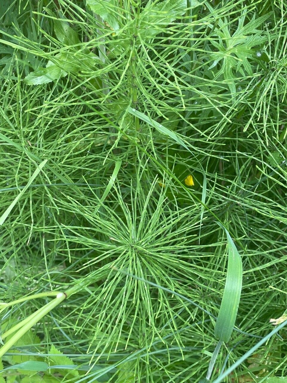 Equisetum pratense leaf