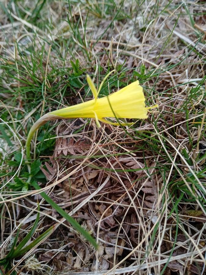 Narcissus gigas flower